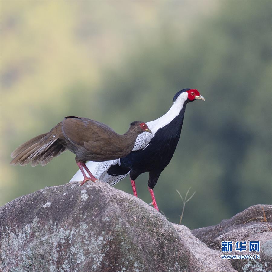 鹅仙洞前白鹇飞