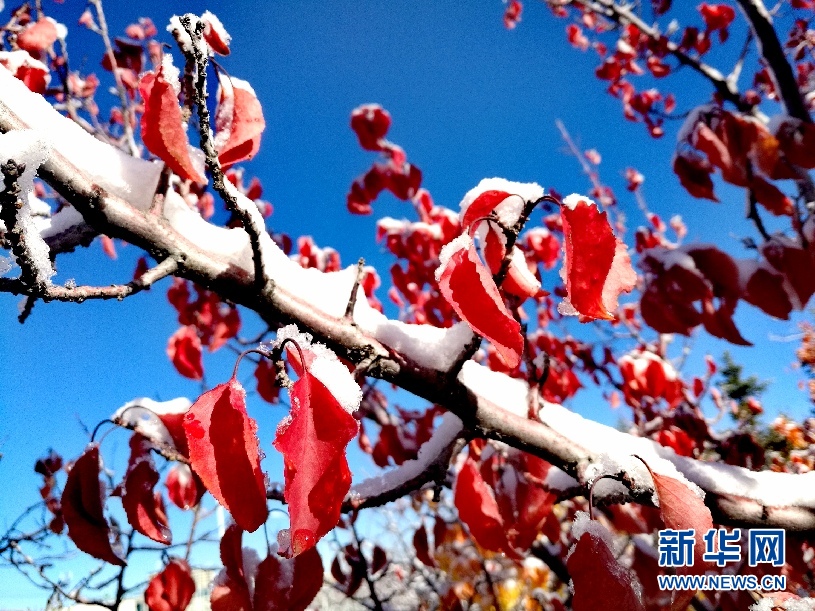 阿拉善降下秋季第一场雪