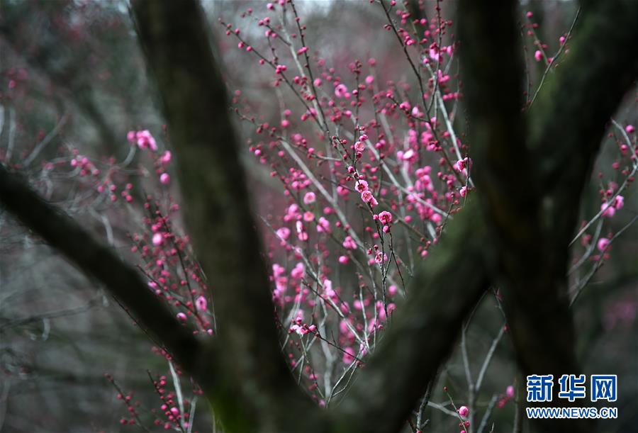 杭州：灵峰探梅