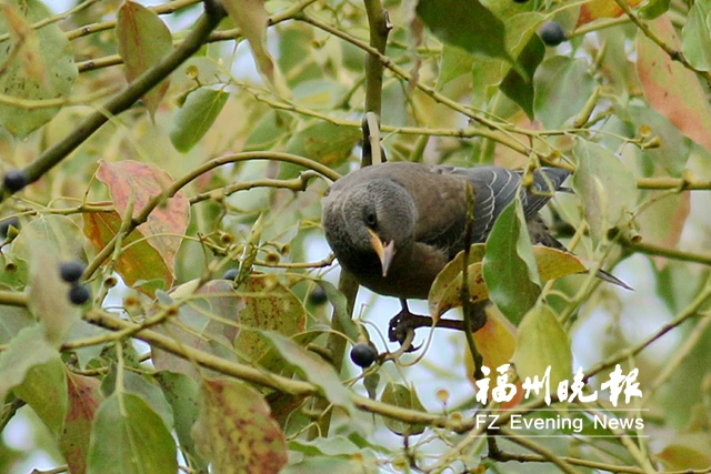  福州“食宿”好 小太平鸟等少见的候鸟现身行道树上