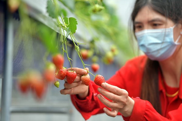 草莓架上长　增产又增收