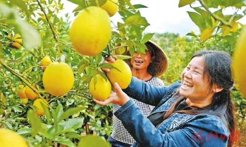 粮仓足　钱袋鼓　丰收节里话丰收