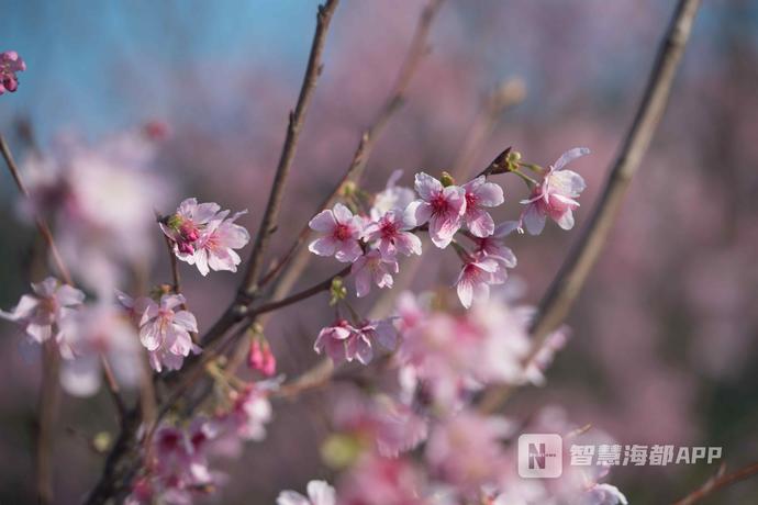 美翻啦！福州多地开启春日醉花模式