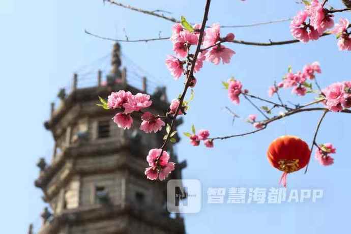 美翻啦！福州多地开启春日醉花模式