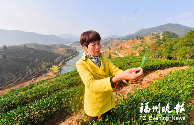 江月平:半生结茶缘　满园“榕春早”