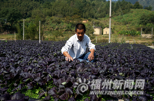 福州新闻网