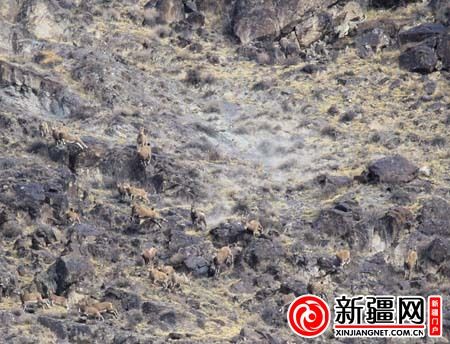 雪豹追捕野生北山羊瞬间