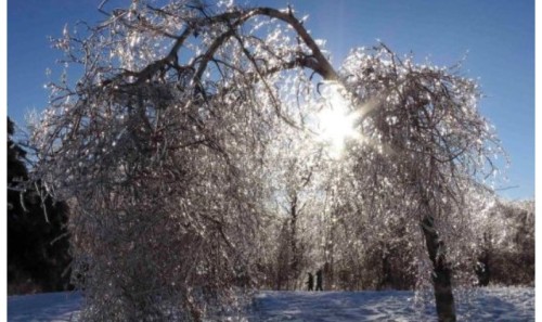 暴雪致美国加拿大圣诞节大停电 24人死亡 