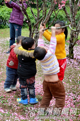 拍照为取景摇落“桃花雨”　称“花总是要落的”