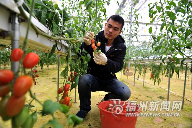 罗源创业典型建现代农业基地　3000株番茄获丰收
