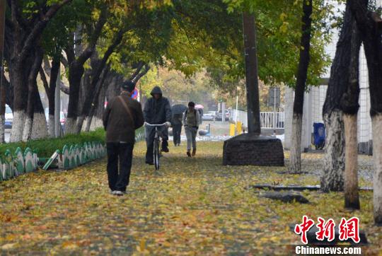 图为因降温和雨雪而落地的树叶成为一道风景。　孙亭文 摄