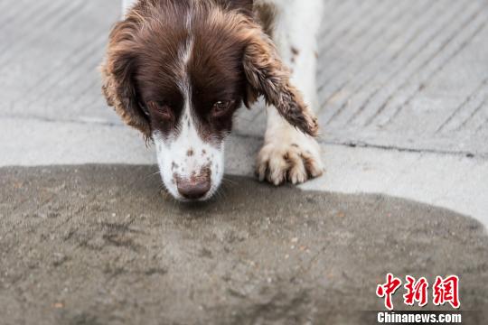 警犬小米：文能卖萌找球武能滴血寻凶（图）