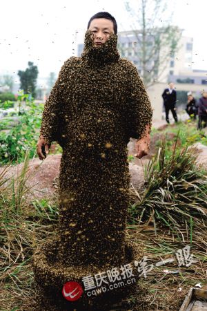 1个小时，33.1万只蜜蜂织完“蜂衣”。