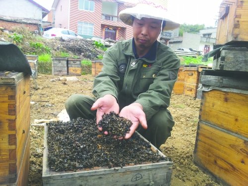 前晚，赵毅在青义镇九大队五组养的数百万只蜜蜂中毒死亡。