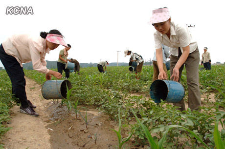 平壤市万景台区七谷蔬菜专业农场农场员和支农人员进行抗旱工作。