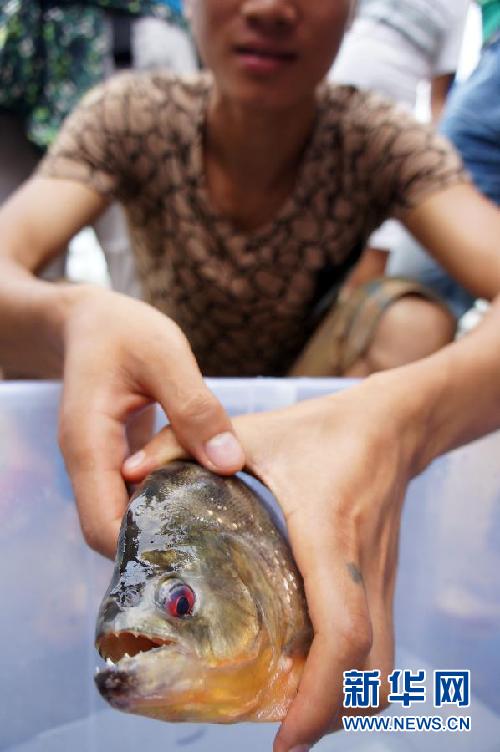 （新华调查·图文互动）（1）“食人鱼”来袭！外来物种惊魂——广西柳州“食人鱼咬人致伤”事件调查