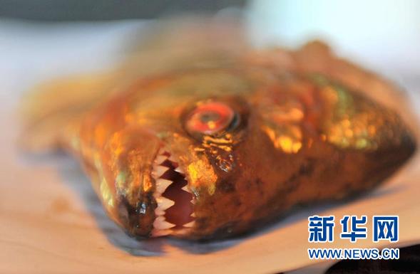 （新华调查·图文互动）（2）“食人鱼”来袭！外来物种惊魂——广西柳州“食人鱼咬人致伤”事件调查