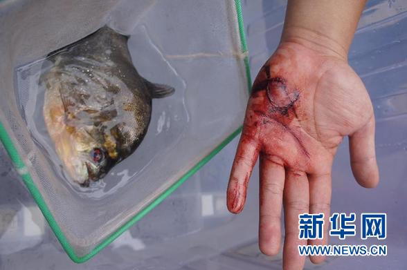 （新华调查·图文互动）（3）“食人鱼”来袭！外来物种惊魂——广西柳州“食人鱼咬人致伤”事件调查