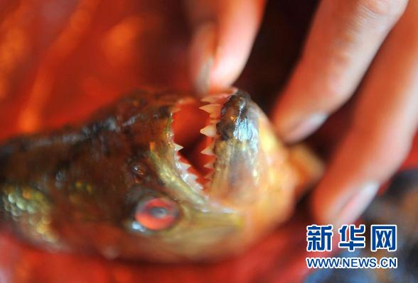 （新华调查·图文互动）（4）“食人鱼”来袭！外来物种惊魂——广西柳州“食人鱼咬人致伤”事件调查