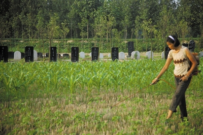 7月11日，河南省商水县，村民在一处公墓边照料农田。
