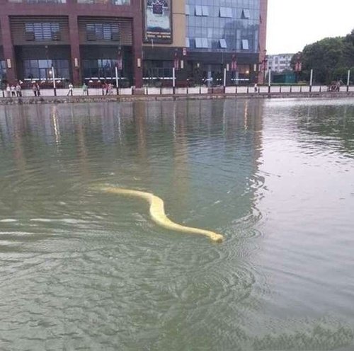 黄金蟒水中游泳。
