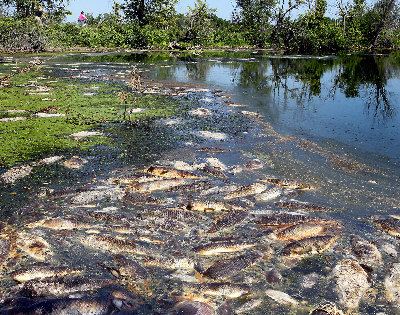 图为威斯康星州麦瑞克公园的河流漂浮大批鱼尸。