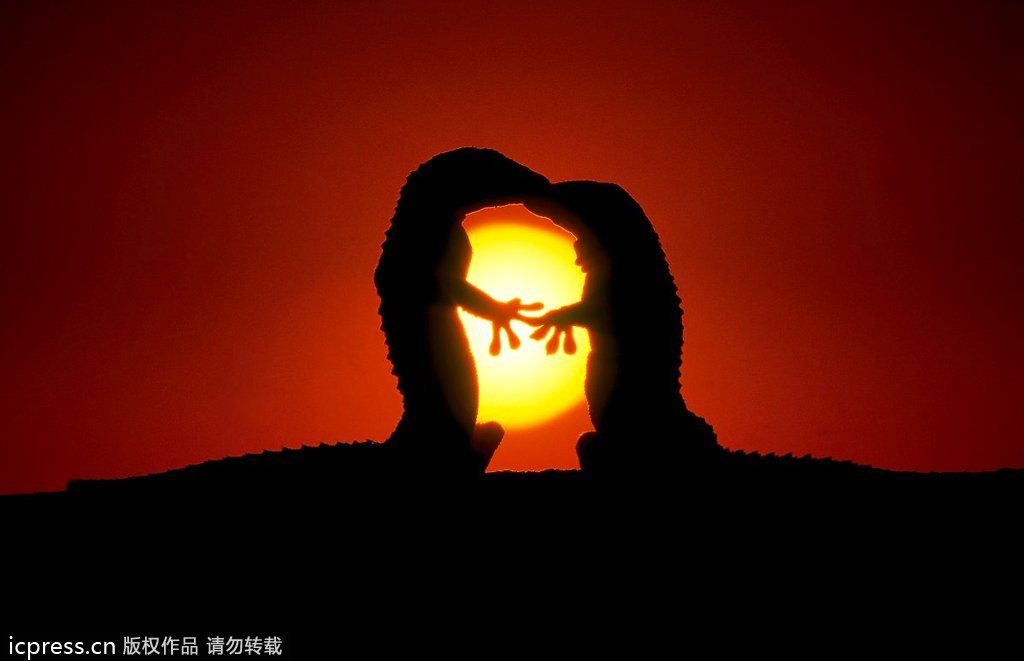 动物界超级模仿秀 神似形似两不误【高清组图】