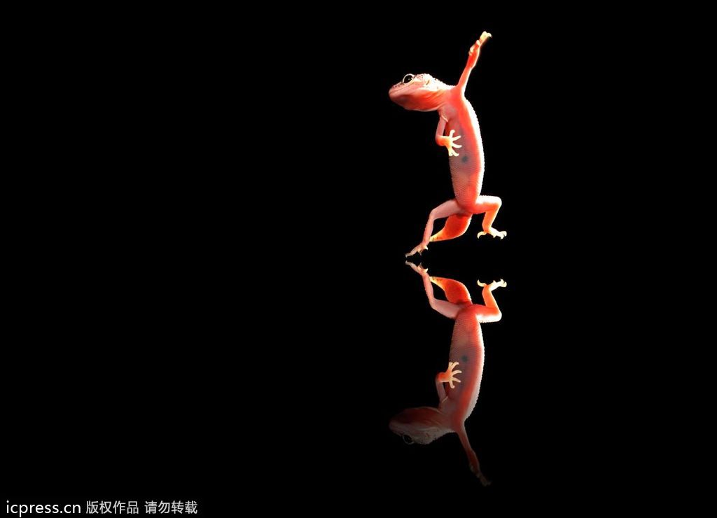动物界超级模仿秀 神似形似两不误【高清组图】