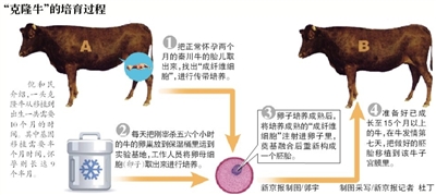 新京报讯 不久的将来，市民有望吃到经过转基因克隆出来的优质牛肉。昨天来自北京农学院的消息，经过3年试验，两头转基因“克隆牛”诞生。技术成功后，还可以在羊、鸡等家禽家畜上试验。