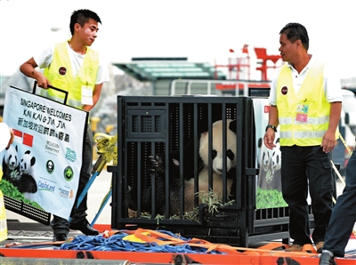 当地时间9月6日，来自卧龙中国保护大熊猫研究中心的大熊猫“武杰”“沪宝”（新加坡征名为“凯凯”“嘉嘉”）抵达新加坡的樟宜国际机场，开始为期10年的国际科研交流与合作。图/东方IC