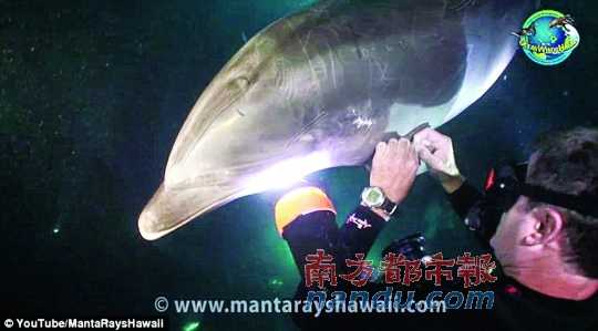美国夏威夷潜水员解救被钓鱼线和鱼钩纠缠的海豚。随行潜水摄影师摄取整个过程，上传至互联网。