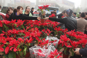 市民抢购鲜花 许亚飞 摄