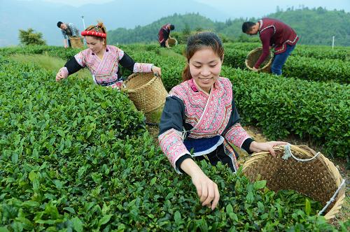 4月24日，游客在福州市罗源县霍口畲族乡生态茶园采茶。茶园周边曾是畜禽养殖区。新华社记者 张国俊 摄