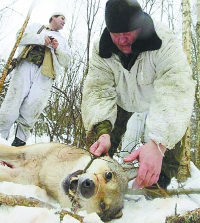 切尔诺贝利日益增多的野狼引来了盗猎者。