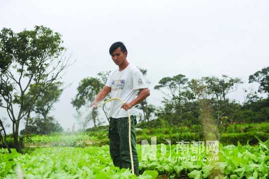 北大毕业生邹子龙在珠海已种菜三年。