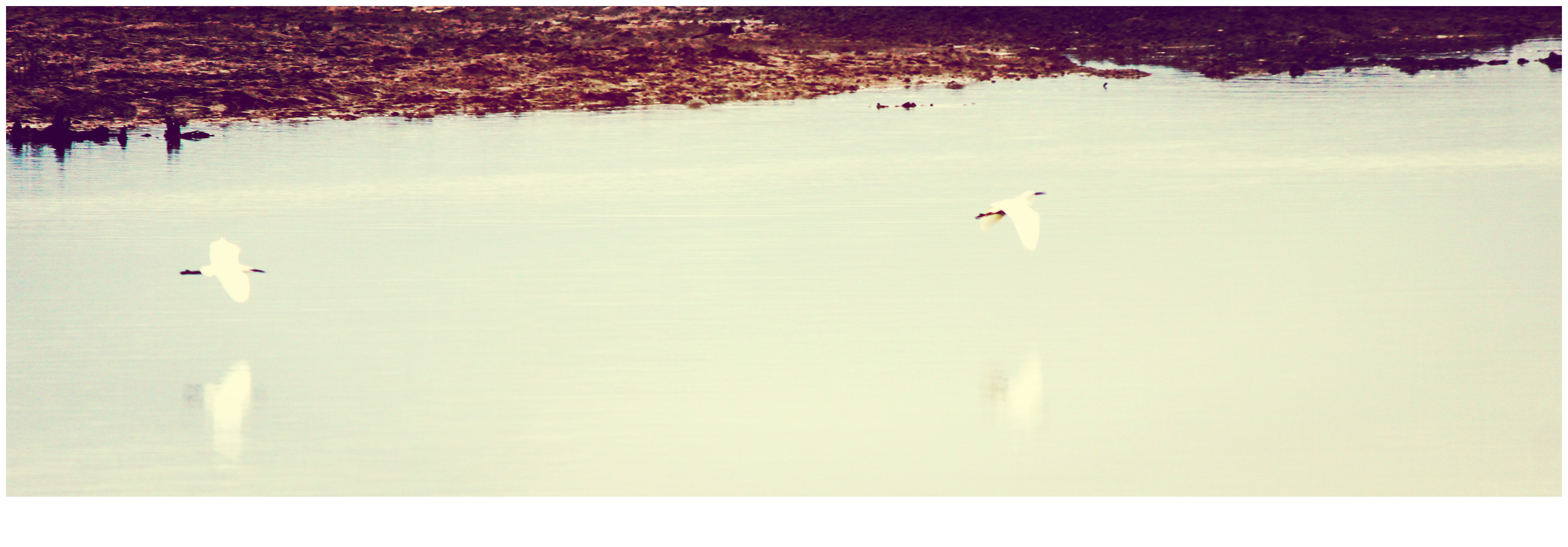 碧里湿地--白鹭的天堂