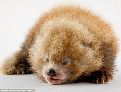 小熊猫宝宝要在出生三个月后才能睁开眼睛