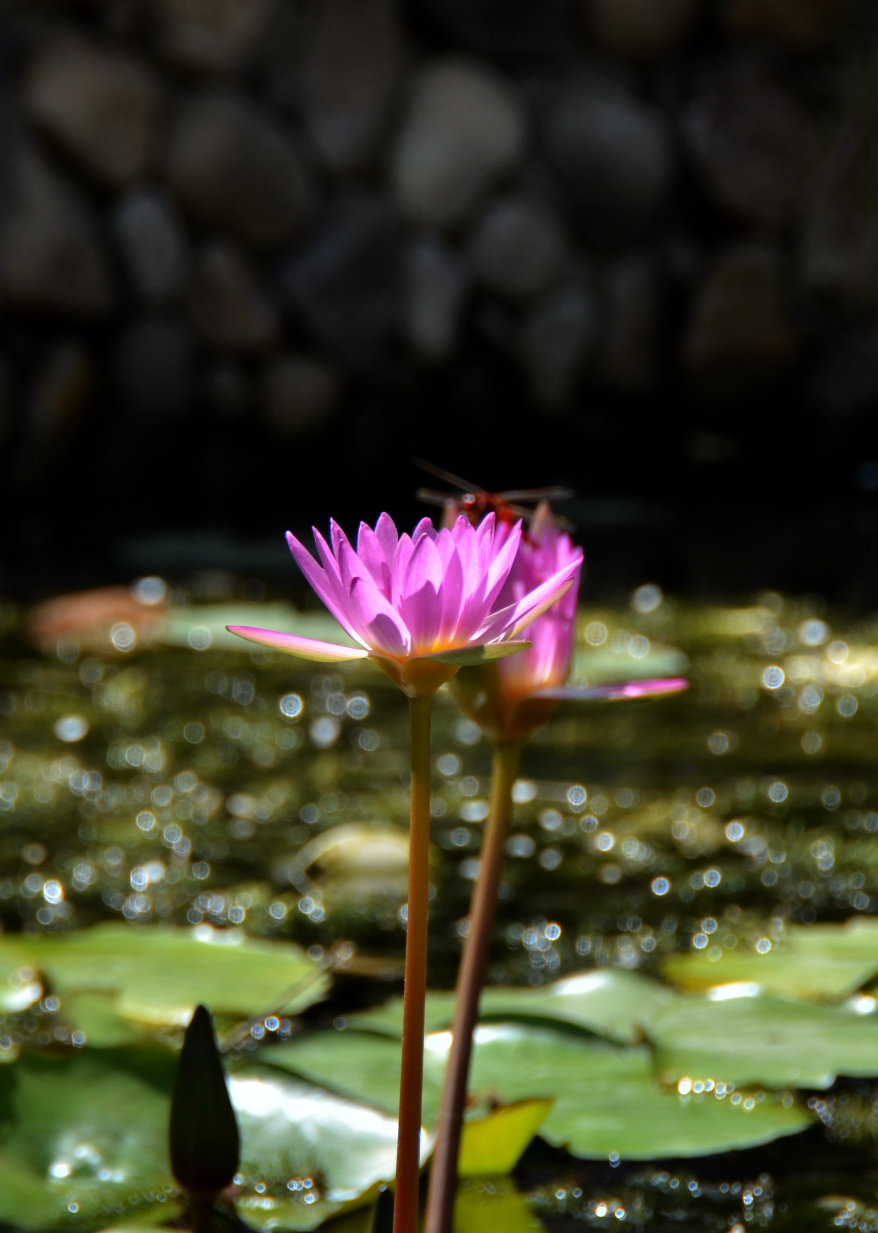 红蜻蜓