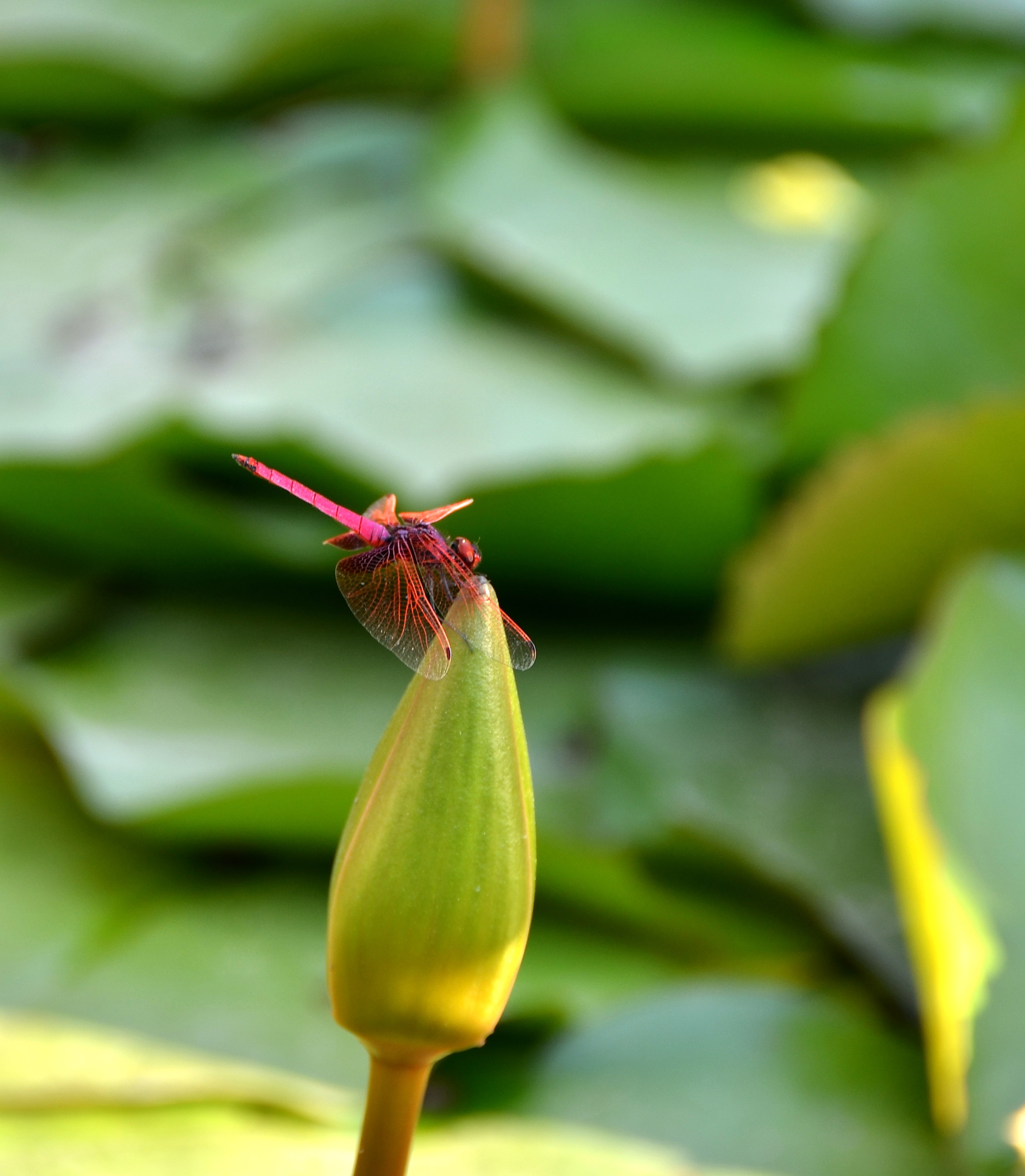 红蜻蜓