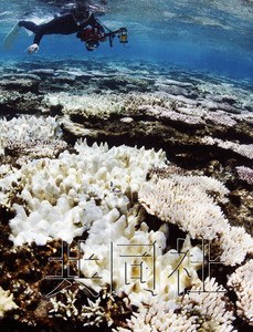 图为2007年9月，日本冲绳县竹富岛附近海域拍摄到的白化珊瑚。共同社