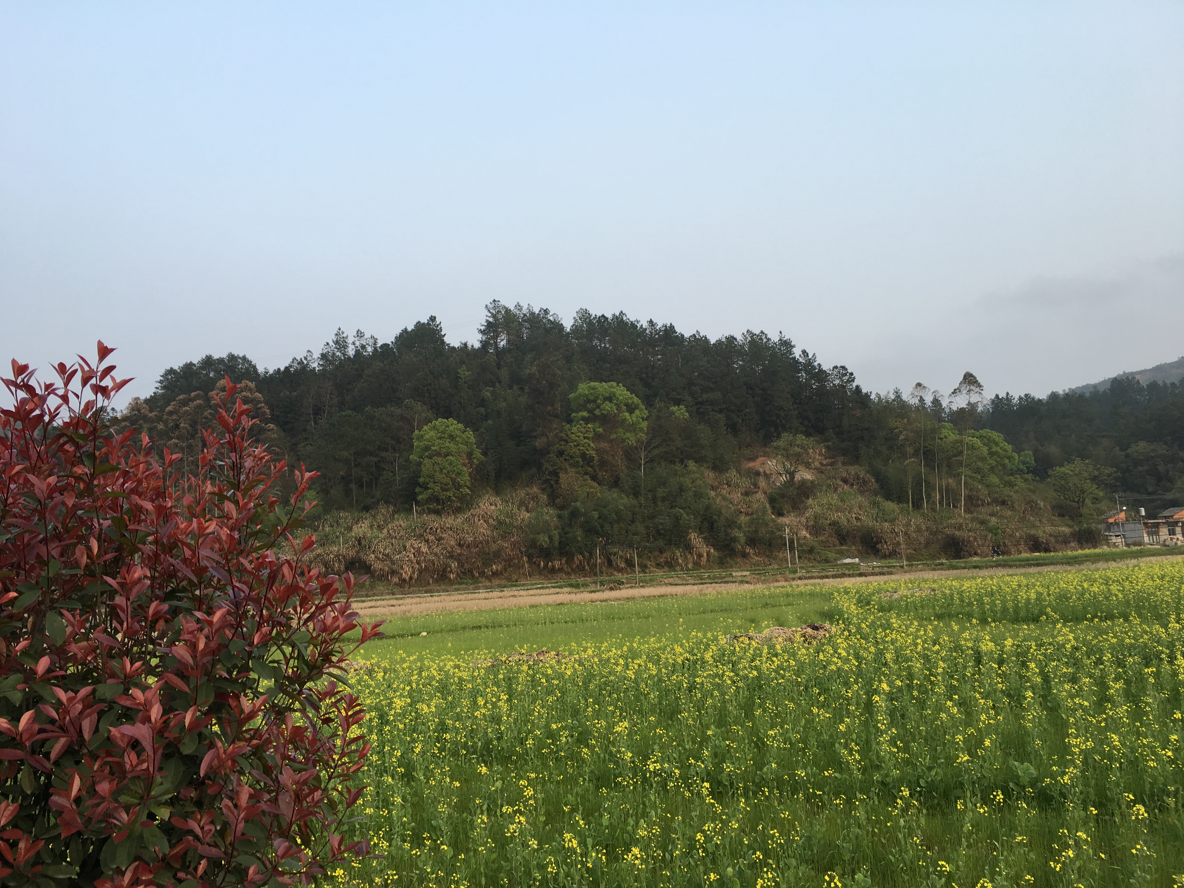 希望的田野