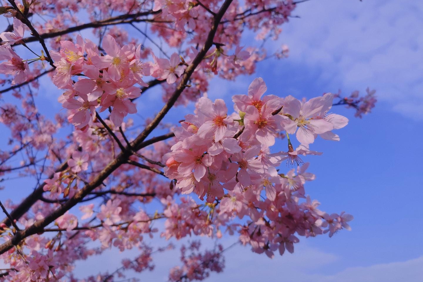 【影像罗源】：北山樱花