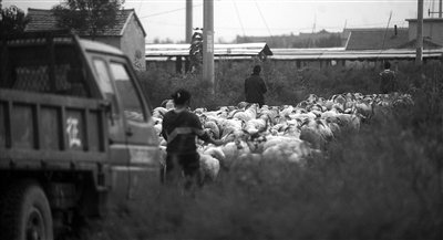 农业部派员赴东营调查瘦肉精 当地入户拉网排查