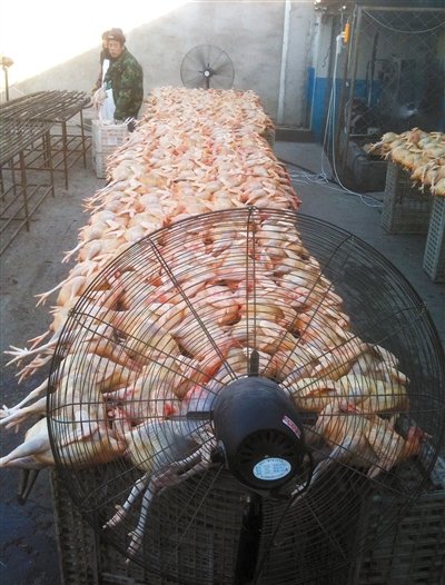 北京屠宰场销售大量死鸡 将肉鸡风干冒充柴鸡