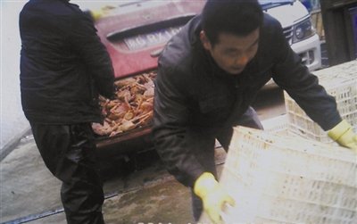 北京屠宰场销售大量死鸡 将肉鸡风干冒充柴鸡