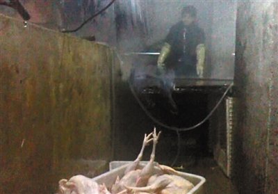 北京屠宰场销售大量死鸡 将肉鸡风干冒充柴鸡