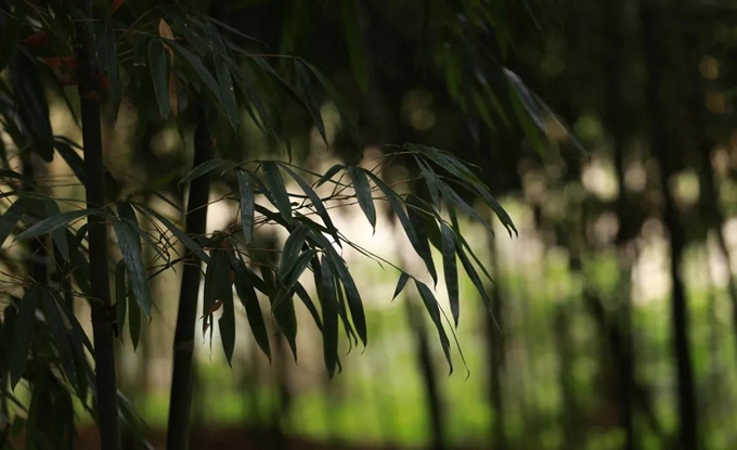 春雷响，春笋长，快来一场夺笋计划吧！