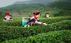 【走遍罗川】茶满七境 香飘八方